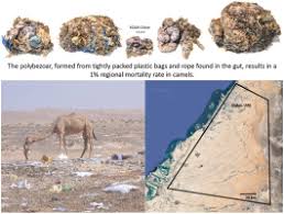 How long does a camel go without water 50. The Plight Of Camels Eating Plastic Waste Sciencedirect