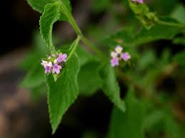 Image result for Lantana rugosa