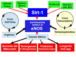 Nel nostro organismo l'ossido nitrico viene prodotto durante il processo di conversione dell'arginina in citrullina grazie all'azione delle ossido nitrico sintasi (nos). Come Produrre Il Gas Trasmettitore Della Longevita Alimentazione E Nutraceutica