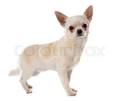 Grooming a long haired chihuahua. Short Hair Chihuahua In Front Of White Stock Image Colourbox