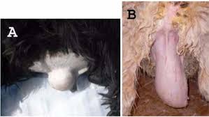 What is the recovery time for an umbilical hernia? An Umbilical Hernia In A 5 Month Old Nagdi Ram A And A Scrotal Hernia Download Scientific Diagram