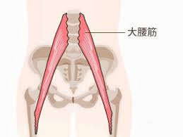 大腰筋が固くなると腰痛に スグ技4つで腰痛改善 摩耶堂製薬 腰痛 改善 フィットネス肉体改造 大腰筋