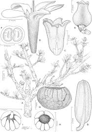 Image result for Pavetta sp. F