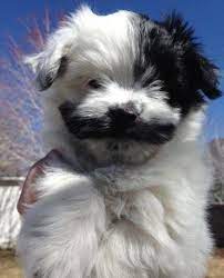 Check spelling or type a new query. Akc Havanese Puppies One Female Two Males For Sale In West Jordan Utah Classified Americanlisted Com