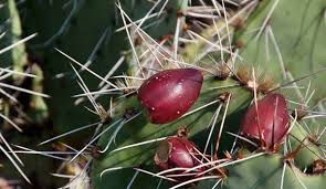 Prickly pears are delicious on the inside but vicious on the outside. Eat This Cactus Hobby Farms