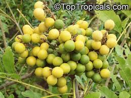 Image result for Deinbollia