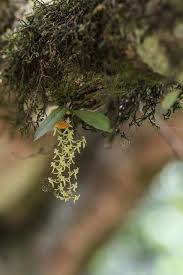 Image result for Angraecopsis malawiensis