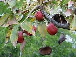 Image result for Sterculia subviolacea