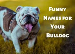 (35+ great dog names) (open list) (36 submissions). Funny Bulldog Names For Males And Females Pethelpful By Fellow Animal Lovers And Experts