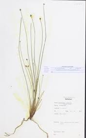 Image result for Eleocharis geniculata