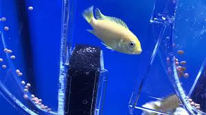 cichlid aquarium video egzotik baliklar beta baligi ciklet baliklari