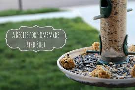 1/2 cup white or wheat flour. Homemade Bird Suet Bird S Eye Meeple
