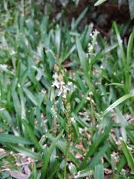 Image result for Stenotaphrum