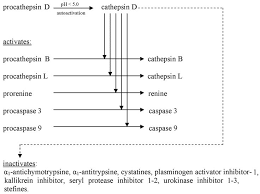 The inactive or nearly inactive precursor of an enzyme. Activation Of Proenzymes And Inactivation Of Proteinase Inhibitors By Download Scientific Diagram