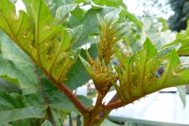 Image result for Solanum chrysotrichum