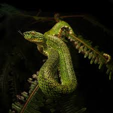 Image result for Bothriocline ruwenzoriensis