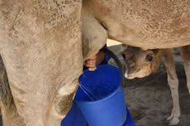 They catch them and put small pieces of metal on theirlegs. Camel Milk An Emerging Trend Among Australian Dairy Farmers