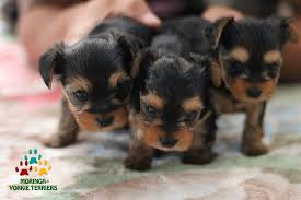 We are a small family owned breeders and rescuers striving for excellence in quality. Yorkie Puppies For Sale California Teacup Toy Puppies Near Me Yorkie Adoption