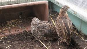 Check spelling or type a new query. Cara Budidaya Burung Puyuh Hutan Bagi Pemula Tips Perawatan Ilmubudidaya Com