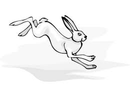 In rabbits, grey hair is dominant to white hair. 2