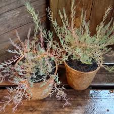 Image result for Suaeda