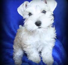 Miniature schnauzer & toy schnauzer puppies for sale. Miniature Schnauzer Puppy For Sale Adoption Rescue For Sale In Victoria Texas Classified Americanlisted Com