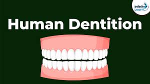 Image result for Dentition