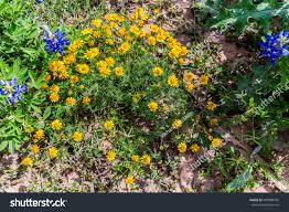 Image result for Dyssodia tenuiloba