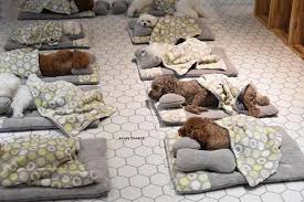 Dog services that put your pet first. Photos Of Pups Sleeping In A Puppy Daycare Center Have Captured The Hearts Of People On The Internet