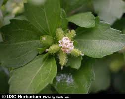 Image result for Acanthospermum australe