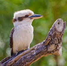 Australian Laughing kookaburra ...