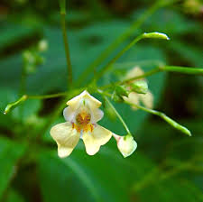 Lassen sich manche einfach vom winde verwehen, so haben es andere darauf abgesehen, sich fressen zu lassen. Kleines Springkraut Impatiens Parviflora Beschreibung Steckbrief Systematik