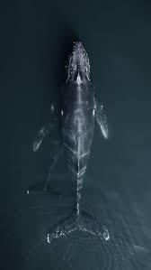 Pin De Lalice M En A N I M U M S Animales De Oceano Ballenas Ballena Jorobada