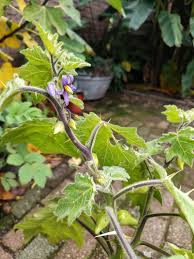 Image result for Solanum campylacanthum 'incanum type'