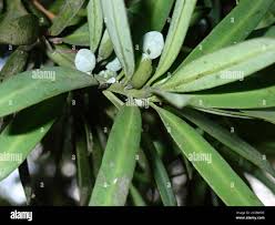 Image result for Podocarpus latifolius