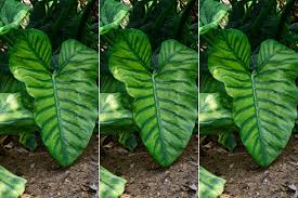 Elephant ears are impressive regardless of the bulb size, but with this jumbo elephant ear bulb you will receive a truly colossal size bulb! 5 Easy Steps To Grow Jumbo Elephant Ear Bulbs The Brown Gardener