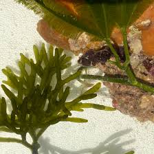 Image result for Macrotyloma rupestre × densiflo