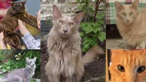 Advertise, sell, buy and rehome oriental cats and kittens with pets4homes. Oriental Longhair Cat Breed Personality Behavior Facts And Characteristics Health Care Info Favcats Com