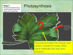 All cells need energy, the ability to perform or complete work. Photosynthesis Prezentaciya Onlajn