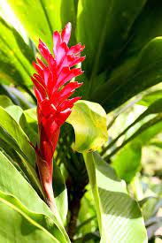 Maybe you would like to learn more about one of these? Hawaiian Flowers Found On Maui All That Flowers In Hawaii