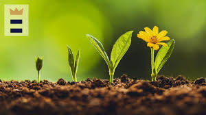 Sow flower seeds directly in your garden bed or in containers for an easy start to a blooming flower garden. Which Flower Seeds Are Best For Spring Chicago Tribune