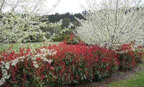 Kerti Korallberkenye Photinia X Fraseri Little Red Robin Es Red Robin Garten Boden