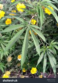 Image result for Cannabaceae