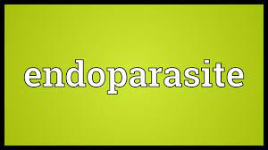 Endoparasite Meaning Youtube