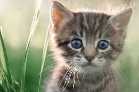 Search, discover and share your favorite cute cats gifs. 7 Super Cute Kitten Traits You Ll Love Petbarn