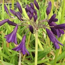 Image result for Agapanthus inapertus