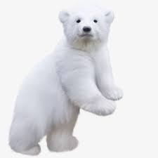 Polar Bear Bear Polar Bear Polar
