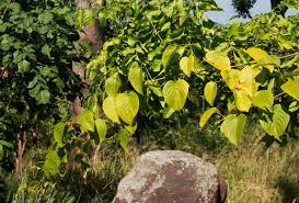 Image result for Gouania scandens