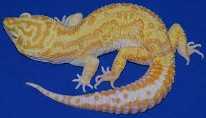 Leopard Gecko Guia Trexpets