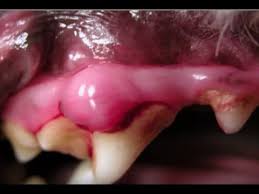 Mouth cancer can cause pain or a burning sensation when chewing and swallowing food. Pet Oral Cancer Youtube